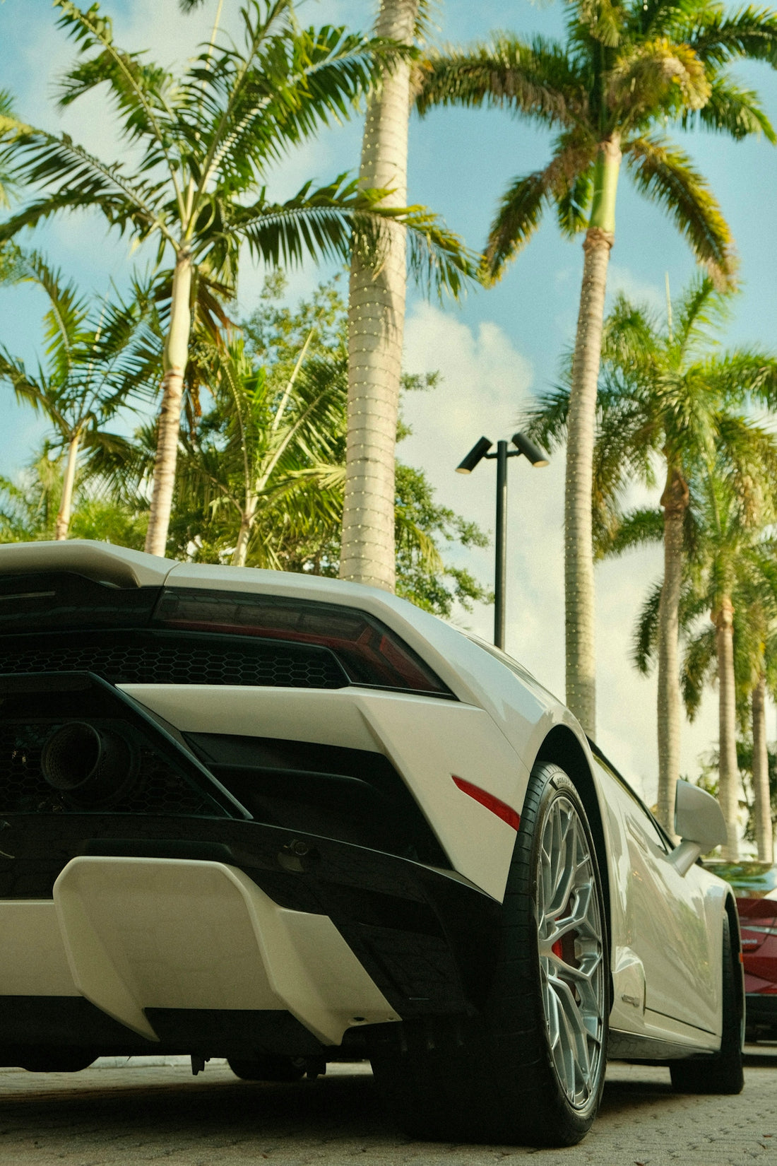 White sports car parked among palm trees
