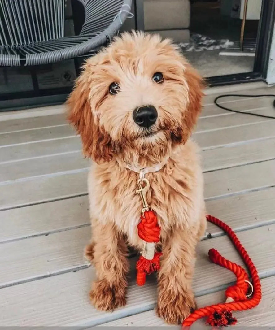 Dog Rope Leash - Ferrari Red - Premium Pets from Scarlet Coco - Just $41.99! Shop now at Rapidvehicles