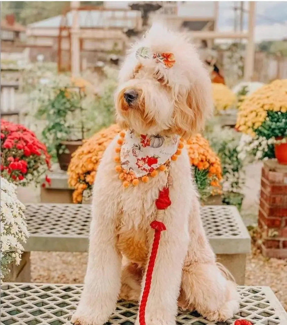 Dog Rope Leash - Ferrari Red - Premium Pets from Scarlet Coco - Just $41.99! Shop now at Rapidvehicles