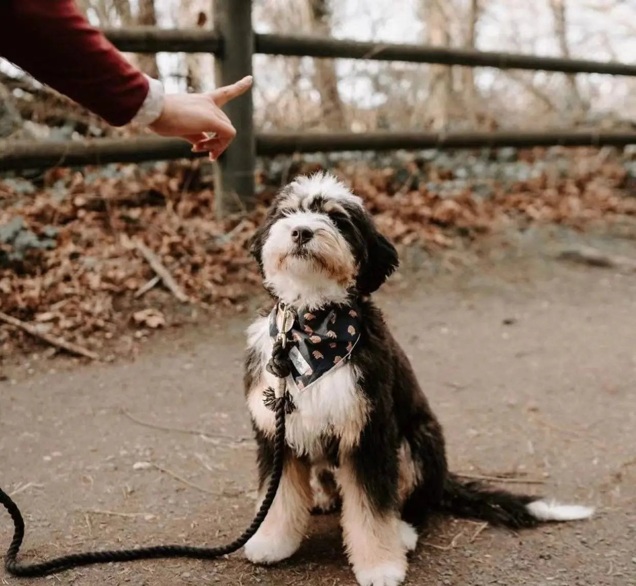 Dog Rope Leash - Ferrari Red - Premium Pets from Scarlet Coco - Just $36.99! Shop now at Rapidvehicles