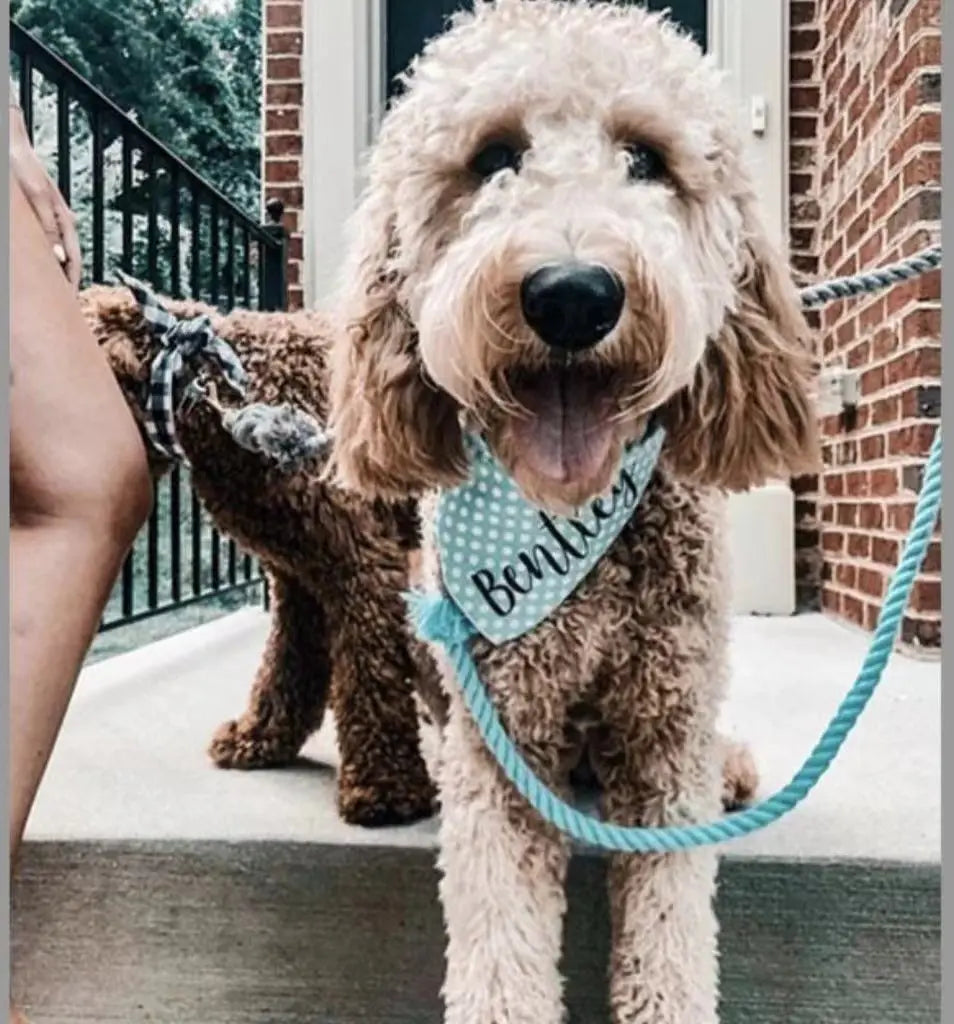 Dog Rope Leash - Ferrari Red - Premium Pets from Scarlet Coco - Just $41.99! Shop now at Rapidvehicles